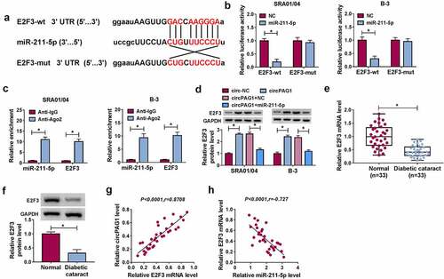 Figure 5. CircPAG1 upregulated the expression of E2F3 by sponging miR-211-5p. (a) The binding sites between miR-211-5p and E2F3 3ʹUTR were shown by starbase. (b-c) The binding analysis between E2F3 and miR-211-5p was carried out by dual-luciferase reporter assay (b) and RIP assay (c). (d) Western blot was performed for detecting the protein expression of E2F3 after SRA01/04 and B-3 cells were transfected with circ-NC, circPAG1, circPAG1+ NC or circPAG1+ miR-211-5p. (e-f) The qRT-PCR and Western blot were conducted for the expression detection of E2F3 in normal and DC lens samples. (g-h) The linear relationship between E2F3 and circPAG1 (g) or miR-211-5p (h) was analyzed using Pearson’s correlation coefficient. *P< 0.05.