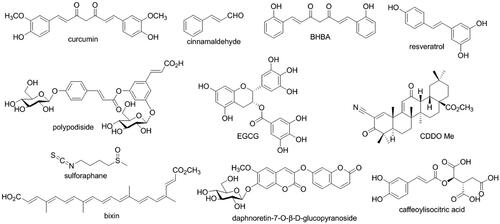 Figure 1. Nrf2 activators from natural products or their derivatives and caffeoylisocitric acid.