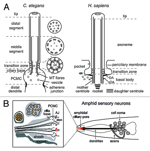 Figure 1. Structural basis of canonical ciliary subcompartments. (A) Left; representation of a canonical C. elegans amphid channel sensory neuronal cilium. Ciliary microtubules (MT) extend from a fully degenerated basal body at the ciliary base, with microtubules flaring proximally into the periciliary membrane compartment (PCMC). The PCMC is a swelling of the distal dendrite tip, bounded at its proximal side by a belt-like adherens junction between the sensory neuron and the enveloping sheath support cell (not shown). An ~0.8 μm long ciliary transition zone emerges from the ciliary base, consisting of nine closely tethered doublet microtubules (via an internal apical ring (AR); see cross section), with each doublet connected to the ciliary membrane via Y-links. Also present are inner singlet microtubules (gray) extending to varying degrees along the axoneme. The TZ is followed by an ~4 μm long middle segment consisting of 9 doublet microtubules, after which the B-tubule of each doublet terminates to establish the nine singlet A-tubule arrangement of the ~3 μm long distal segment. Right; representation of a canonical human primary cilium, showing the basal body (and associated distal (DA) and subdistal (sDA) appendages), transition zone and main axonemal compartments. Example also shows the emergence of the cilium from a ciliary pocket, which is an invagination of the periciliary membrane observed for some ciliary subtypes. (B) Schematic of the amphid sensillum—the largest sensory organ in C. elegans—in the nematode nose region. Ten ciliary axonemes occupy the environmentally exposed channel (only 3 shown for illustration purposes), created by ciliary axonemes punching through the surrounding sheath (glial) cell. Belt-like adherens junctions (AJ) at the base of each periciliary membrane compartment (PCMC) seal the channel.