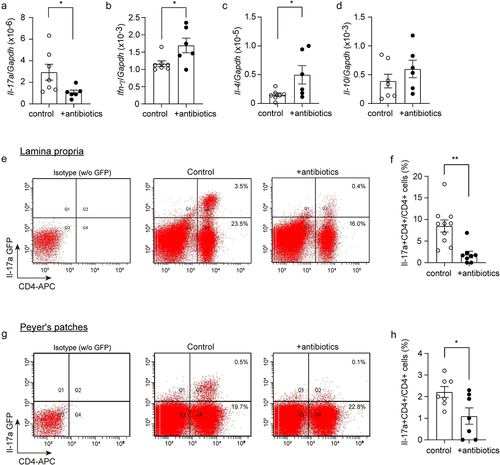 Figure 2. Depletion of gut bacteria reduces Il-17a-expressing CD4-positive lymphocytes.