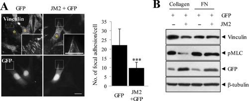 Figure 4. JM2 region exerts dominant-negative effects on focal adhesion formation in MEF cells. (A) MEF cells were transiently transfected with either GFP only or GFP and myc-tagged isolated JM2 (1:5 molar ratio) for 24 h, after which cells were serum starved for 16 h and treated with 50 µg/mL Type I collagen for 2 h. Following incubation, cells were fixed and stained with anti-vinculin antibody. Asterisks indicate transfected cells. Scale bar: 20 µm. (B) Transfected MEFs were seeded on a 35-mm dish and serum starved for 16 h. Treatments of Type I collagen (50 µg/mL) and human plasma fibronectin (10 µg/mL) were then applied for 2 h. Following collagen stimulation, MEF cells expressing JM2 showed reduced MLC phosphorylation. ***P < 0.001, Student's t-test.