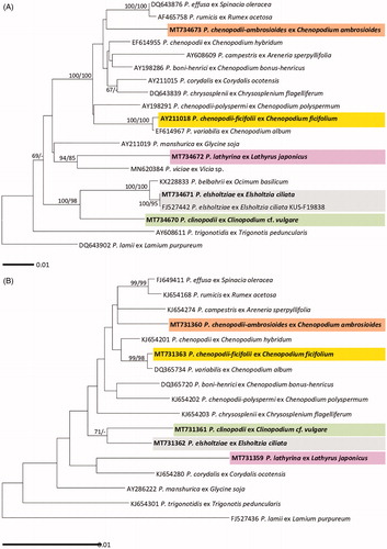 Figure 2. Maximum likelihood trees of Peronospora species based on the internal transcribed spacer (ITS) sequences (A) and the cox2 mitochondrial DNA sequences (B), with support values in minimum evolution inference. Bootstraping support values (minimum evolution/maximum likelihood) higher than 60% are given above the branches. The scale bar equals the number of nucleotide substitutions per site.