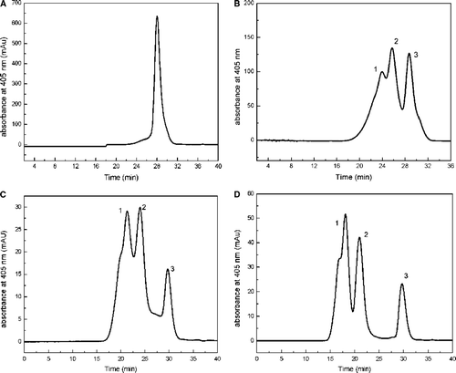 Figure 2.  HPSEC analysis of pegylated hemoglobin in liquid phase. Samples were loaded on a Superdex 200 gel filtration column with 50 mM sodium phosphate containing 0.15 M sodium chloride (pH 7.4) as the mobile phase at a flow rate of 0.5 ml/min. A was the nature hemoglobin, and B to D were the results of pegylated-Hb with PEG5kDa, PEG10kDa, and PEG20kDa, respectively.