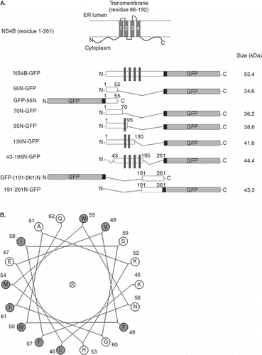 Figure 2.  (A) Schematic representation of the NS4B TM topology and the NS4B-GFP chimeras used. The TM NS4B topology model shown at the top is based on the TMHMM trasmembrane prediction method (Supplementary Table S1, online version only). As residue 1 is considered the Ser residue 1712 of the HCV 1aH77 polyprotein (GenBank, accession no. AF009606.1 [Citation34]). White boxes: NS4B sequence; Dark grey boxes: GFP sequence. Dark grey vertical bars: the position of the putative NS4B TM helices. Broken lines: deleted NS4B sequences. Black boxes: the linker arms of 11 (pEGFP-N3) or 12 (pEGFP-C2) residues between the NS4B and GFP sequences. Numbering of the NS4B residues included in the chimeras is given at the beginning and end of the white boxes. The molecular size of the chimeras is indicated on the right. (B) A helical wheel plot of the predicted amphipathic helix between NS4B residues 45-62. The indicated sequence was analysed by the Helical Wheel Custom Images and the Interactive Java Applet (http://kael.net/helical.htm). (C) Sequence alignment of the NS4B LRRs like motif from different HCV isolates. A CLUSTALW multiple sequence alignment was performed for NS4B sequences from representative subtypes of all six major HCV genotypes. The genotypic origin and the subtype of each sequence is indicated on the left. Names of isolates, accession numbers and sequence references in PUBMED are presented in Supplementary Table S2; online version only. The consensus sequence is shown beneath the alignment. Numbering of the sequence presented, and the region including the LRRs are shown at the top. For graphic representation of the aligned sequences the ESPript.2.2 software (http://espript.ibcp.fr/ESPript/ESPript/) was used.