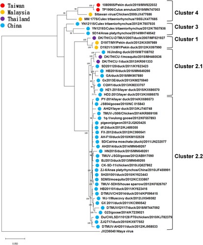 Figure 3. Phylogenetic analysis of the Tebmusu virus (TMUV) isolate TMUV 1080905 and 47 selected reference TMUV strains and duck TMUV based on the polyprotein gene (10,287 bp). The phylogenetic tree was constructed using the maximum likelihood method based on the Tamura-Nei model (Tamura and Nei Citation1993). Only bootstrap values (after 1000 replicates) over 70% are indicated at each branch point as a percentage. For each virus strain, strain name, host, year of isolation or detection and GenBank accession number are shown.