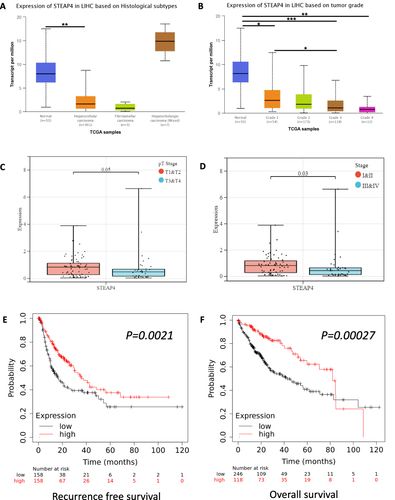 Figure 2 The correlation of STEAP4 mRNA expression with clinical characteristics and prognosis. The expression of STEAP4 in hepatocellular carcinoma was analyzed according to (A) Histological subtype, (B) Tumor grade, (C) Pathologic tumor stage, and (D) Clinical stage (*p < 0.05, **p < 0.01, ***p < 0.001). The effect of STEAP4 mRNA expression on (E) Recurrence-free survival and (F) Overall survival was analyzed using Kaplan–Meier plotter database.