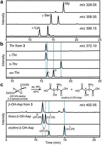 Figure 2. Elucidation of the absolute configurations of amino acid residues in pyoverdine Pc1 (3). (a) Marfey’s analysis of Gly, Ser, and Lys residues in 3. The peak identity was confirmed by comparisons of LC/MS retention times with those of the L-FDAA derivatives of standard amino acids. (b) Determination of the absolute configuration of Thr residue in 3. The L-FDAA derivative of Thr from 3 had an identical LC/MS retention time to that of L-Thr. In the case of Thr/allo-Thr, L-isomers gave faster retention times than those of D-isomers [Citation19]. (c) Preparation of erythro-β-OH-Asp and determination of the absolute configuration of β-OH-Asp residue in 3. The L-FDAA derivative of β-OH-Asp from 3 had an identical LC/MS retention time to that of (2R,3R)- β-OH-Asp. In the case of threo-/erythro-β-OH-Asp, D-isomers gave faster retention times than those of L-isomers [Citation19].