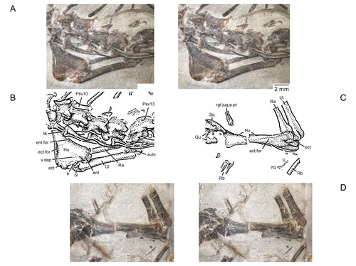 Figure 22. Forelimbs and a portion of the axial skeleton of the holotype specimen (USNM PAL 722041, ‘skeletal block’) of Opisthiamimus gregori gen. et sp. nov. A, extended depth of field (EDF) stereophotopair of the exposed left forelimb and several presacral vertebrae and associated ribs in dorsal view; B, interpretive camera lucida drawing for A; C, interpretive camera lucida drawing for D; D, EDF stereophotopair of the exposed right forelimb and adjacent bones of the skull in dorsal view. Anterior is to the left in A and B and towards the top in C and D. Abbreviations: auto, autopodium; ect, ectepicondyle; ect.for, ectepicondylar foramen; ent, entepicondyle; ent.for, entepicondylar foramen; ?G, possible gastralia; Hu, humerus; ol, olecranon process; Psv10, presacral vertebra no. 10; Psv13, presacral vertebra no. 13; Qu, quadrate; Ra, radius; Rb, rib; rgt.jug.p.pr, posterior process of the right jugal; Sq, squamosal; tr, trochlea; tu, tuberculum; Ul, Ulna; v.dep, ‘V’-shaped depression.