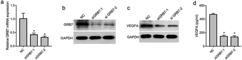 Figure 2. Knockdown of GRB7 decreases intracellular and extracellular levels of VEGFA in of SKOV-3 cells. (a-b) GRB7 was silenced using two siRNAs targeting GRB7 (siGRB7-1 or siGRB7-2). NC, transfected with negative control siRNA. a: GRB7 mRNA expression measured by qRT-PCR. b: GRB7 protein expression measured by western blotting. c: Knockdown of GRB7 suppression of expression of intracellular VEGFA measured by western blotting. d: Knockdown of GRB7 reduces the secretion of VEGFA as measued by ELISA. Bar graphs show means ± standard deviations from three independent experiments. *P < 0.05 compared to NC