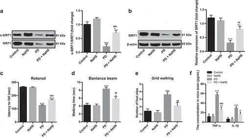 Figure 7. NaHS injection alleviated clinical symptoms of PD. (a). the degree of sulfhydration in brain tissues of PD mice detected by biotin switch assay; (b). SIRT1 expression in brain tissues of PD mice detected by Western blot analysis; (c–e). results of rotarod test, beam walk test, and grid walking test; (f). TNF-α and IL-1β expression in brain tissues of PD mice detected by ELISA. *p < 0.05, **p < 0.01, ***p < 0.001 vs. the control group; #p < 0.05, ##p < 0.01, ###p < 0.001 vs. the PD group. Data in panels (a–e) were analyzed by one-way ANOVA and data in panel F were analyzed by two-way ANOVA, followed by Tukey’s multiple comparisons test for post hoc test. n = 3.