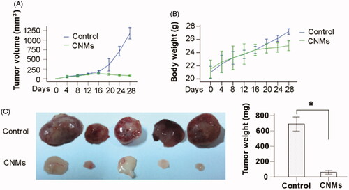 Figure 6. CNMs suppress retinoblastoma growth in a xenograft mouse model. SO-Rb 50 cells were subcutaneously injected into 6-week-old NOD SCID mice (5 × 107 per mouse). The mice were administrated CNMs or blank micelles (27.2 mg/kg/2 days) by intraperitoneal injections after solid tumors grew to 100 mm3. (A) CNMs inhibit tumor growth as measured by tumor volume. (B) As demonstrated by the change in body weight, CNMs had little toxicity in mice at the doses tested. (C) Solid tumors in mice treated with CNMs were significantly smaller than those in control mice. *p < 0.01 versus control. Error bars: 95% CI.