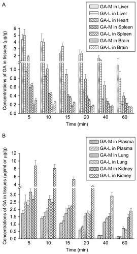 Figure 7.  GA distribution in: liver, heart, spleen, brain (A), and plasma, lung, and kidney (B) of mice receiving GA-M and GA-L at a dose of 6 mg/kg by intravenous administration (M ± SD, n = 6).