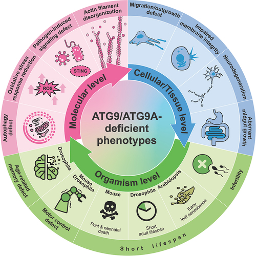 Figure 5. ATG9/ATG9A-deficient phenotypes. Loss of ATG9/ATG9A leads to various defects at different levels.