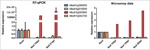 Figure 6. Comparison of expression data obtained by RT-qPCR with microarray data of selected M. truncatula genes encoding small GTPases. Expression levels of the four transcripts in roots and nodules (Nod) at 10 or 21 days post inoculation (dpi) with S. meliloti were measured by RT-qPCR or by microarray analysis.Citation48 Bars in qPCR graphs represent media and SE of two biological replicates. Expression levels were normalized with HIS3L and presented relative to the values of root tissue, which was set at 1.