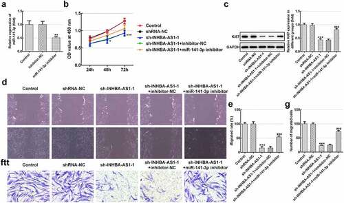 Figure 2. MiR-141-3p silencing markedly alleviates the inhibitory impact of INHBA-AS1-knockdown on proliferation and migration of hHSFs. (a) MiR-141-3p expression was tested using RT-qPCR after transfection with miR-141-3p inhibitor. **P < 0.01 vs. inhibitor-NC. (b) Cell viability was measured by a cell counting Kit-8 assay. (c) Western blot analysis was utilized for detecting the expression of Ki67. (d and e) Wound healing assay and (f and g) Transwell migration assay were performed to evaluate migration of hHSFs. ***P < 0.001 vs. mimic-NC. *P < 0.05, ***P < 0.001 vs. shRNA-NC; ###P < 0.001 vs. sh-INHBA-AS1-1+ inhibitor-NC. hHSFs, human hypertrophic scar fibroblasts; sh, short hairpin; NC, negative control