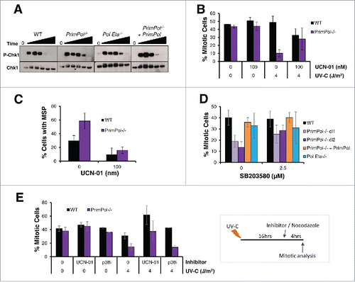 Figure 3. UV-C induced checkpoint activation in PrimPol−/− cells is partially resolved by inhibition of Chk1 or p38. (A) Chk1 phosphorylation was analyzed by western blotting of whole cell lysates at increasing recovery times (2-24 hrs) after 4 J/m2 UV-C damage. (B) The affect of UCN-01 on cell cycle progression was measured by counting the presence of p-H3 positive mitotic cells. Cells were pre-treated with 100 nM UCN-01 for approximately 2 hrs before irradiation with 0 or 4 J/m2 UV-C, cells were allowed to recover for 0 or 16 hr before the addition of nocadozole to block mitotic exit for 4 hrs. (C) Mitotic segregation was analyzed by staining with DAPI and α-tubulin 16 hrs after cells were damaged with 4 J/m2 in this case cells were pre-treated and then maintained in 100 nM UCN-01 prior to damage. (D) Effect of p38 on cell cycle progression was measured by counting the percentage of p-H3 positive mitotic cells 4 hrs after incubation with nocodazole. Cells were first pre-treated with 2.5 μM SB203580 for 2 hrs followed by irradiation with 4 J/m2 UV-C, and a 16 hr recovery period. (E) The ability of checkpoint inhibitors to release cells from G2 arrest was measured by allowing cells to recover after 0 or 4 J/m2 UV-C for 16 hrs, followed by addition of 100 nM UCN-01 or 2.5 µM SB203580 and 0.5 µM nocodazole for 4 hrs. Mitotic entry was then assessed by p-H3 staining. For all experiments n ≥ 3 independent experiments, error bars represent standard deviation.