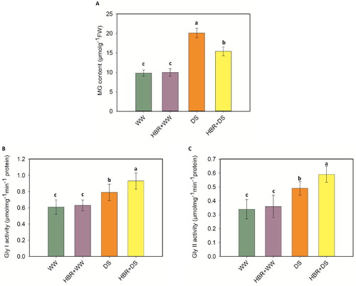 Figure 9. Effect of HBR on MG content (A), GLY I activity (B), and GLY II activity (C) in the leaf of soybean seedlings under drought stress. Data presented are mean (±SE) of three replicates, and bars with dissimilar letters are significantly different at the P ≤ 0.05 level.