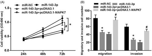 Figure 6. Overexpression of MAPK7 reverses the inhibitory effect of miR-143-3p on proliferation, migration and invasion of U2OS cells. (A) The cell viability test of each group; (B) the cell migration and invasion test of each group. Compared with miR-NC group, *p < .05; compared with miR-143-3p + pcDNA3.1 group, #p < .05.