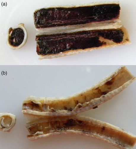 Figure 2. (a) Formalin-fixed trachea from an Alagoas curassow filled with blood and fibrin. (b) Formalin-fixed trachea from an Alagoas curassow with a diphtheritic membrane.