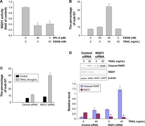 Figure 5 SPL-A inhibits NQO1 activity in Ishikawa cells.