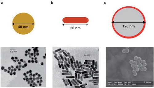 Figure 4 TEM images of plasmonic gold nanostructures commonly used for PPTT. a) nanospheres, b) nanorods, c) nanoshells.