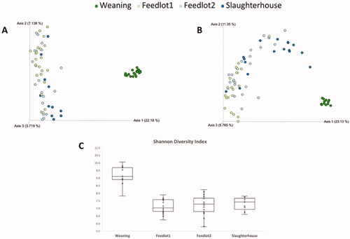 Figure 3. Alpha and beta-diversity of steers finished in feedlot. A) Bray–Curtis dissimilarity observed in the rumen. B) Bray–Curtis dissimilarity observed in the faeces. C) Shannon diversity index observed in the rumen. Weaning = weaning day; Feedlot1 = after adaptation to feedlot diet; Feedlot2 = last week at feedlot; Slaughterhouse = the day steers were killed.