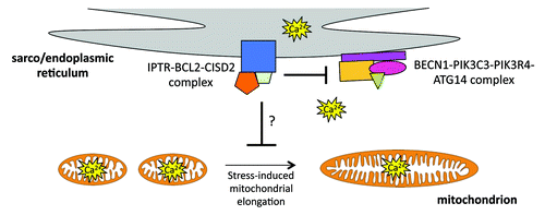 Figure 1. At the sarco/endoplasmic reticulum (SR/ER), the BCL2-CISD2 complex associates with the ITPR Ca2+ channel. In this setting, BCL2-CISD2 may negatively modulate the BECN1 phagophore-initiating complex and regulate ER Ca2+ homeostasis. It remains to be determined if ensuing changes in Ca2+ levels at the ER, cytosol and mitochondria signal changes in the activity of the BECN1 complex, autophagy status and mitochondrial morphology.