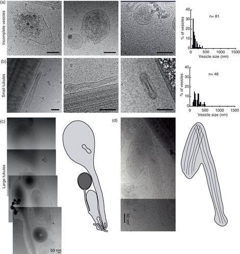 Fig. 3.  Gallery of different membrane compartments. (a) Incomplete vesicles and their size distribution. (b) Thin tubules and their size distributions. (c) Large tubule, captured over several overlapping images and line drawings to show their complicated internal relations. (d) A large tubule containing filaments (probably actin) and a line drawing showing the directionality of the filaments. Scale bars=50 nm.