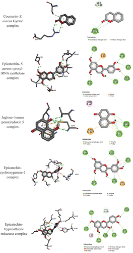 Figure 3. 3D (right) and 2D (left) binding interactions of the stable Coumarin- S. aureus Gyrase, Epicatechin- S. aureus tyrosyl-tRNA synthetase, Juglone- human peroxiredoxin 5, Epicatechin- cyclooxygenase-2, and Epicatechin-trypanothione reductase complexes.