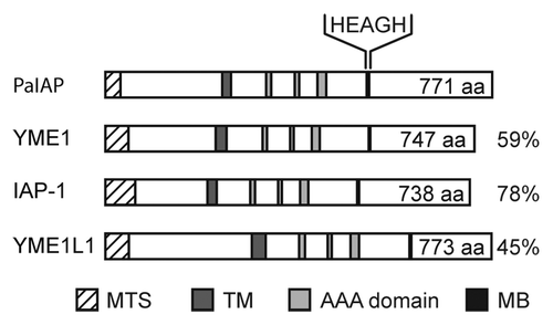 Figure 1 Domain structure and homology of i-AAA proteases. The protein sequence of i-AAA proteases from P. anserina (PaIAP), S. cerevisiae (YME1), N. crassa (IAP-1) and H. sapiens (YME1L1) are composed of a mitochondrial targeting sequence (MTS), one transmembrane domain (TM), the conserved AAA domain, including the Walker A and B motif and the second region of homology, and a metal binding motif (MB) representing the catalytic center. The amino acid sequence of the proteolytic domain of the P. anserina protein is indicated (HEAGH). The length of the amino acid sequence of the protein varies from 738 amino acids in N. crassa to 773 amino acids in H. sapiens. Similarities of the P. anserina protein to the other proteases are 59%, 78% and 45%, respectively.