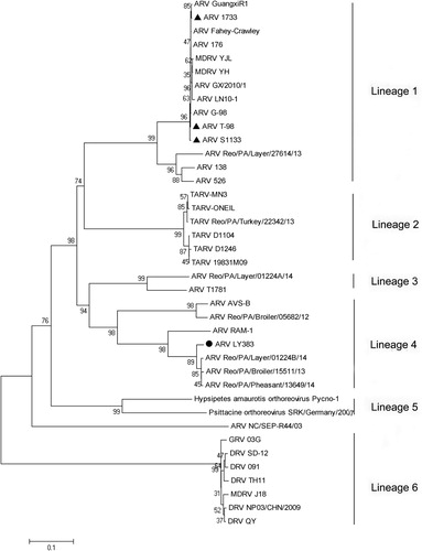 Figure 2. Phylogenetic tree of S1 gene sequences of the field isolate LY383 (●) and reference ARV field isolates and vaccine strains(▴). Numbers at nodes indicate bootstrap percentages obtained using 1000 replicates. LY383 was clustered into lineage 4, including some US isolates, and distinct from commercial vaccine strains.
