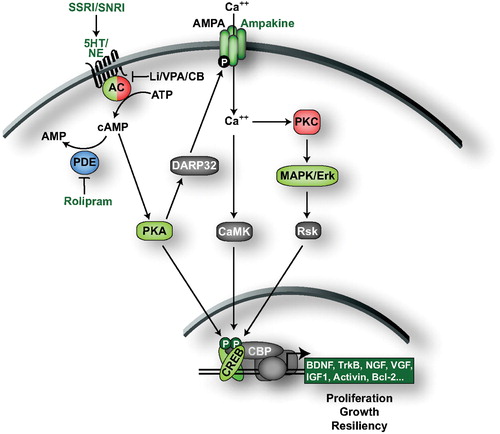 Figure 1. The cAMP second messenger system. Chemical antidepressants upregulate 5‐HT and NE signaling to activate the cAMP signaling cascade. cAMP production results in the activation of CREB‐mediated gene transcription. PKA activates CREB both directly by phosphorylation and indirectly by triggering Ca2+ influx and the subsequent activation of CAMK and ERK. CREB triggers the expression of genes that promote cell proliferation, growth and resiliency, effects that could contribute to the ADT‐like effects observed in behavioral models. Molecules/proteins/genes altered in mood disorder patients or shown to regulate behavior in animal models of depression/ADT response are colored according to their associated effects (green = ADT, blue = prodepressive, yellow = antimanic, red = promanic, see online version for colour).