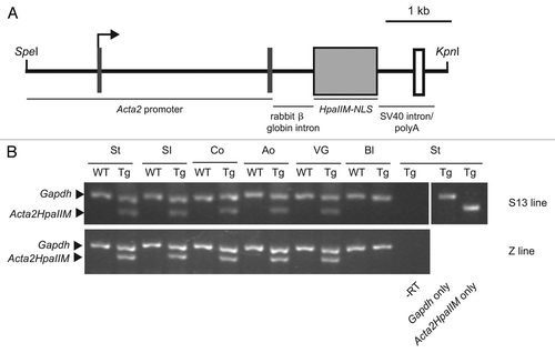 Figure 1 Acta2HpaIIM transgene structure and expression. (A) Schematic map of the Acta2HpaIIM 6.4 kb transgene. Rectangles represent exons or coding sequences. (B) Semi-quantitative RT-PCR analysis of transgene expression in the two independent lines S13 and Z. St, stomach; SI, small intestine; Co, colon; Ao, aorta; VG, vesicular gland; Bl, whole blood cells.