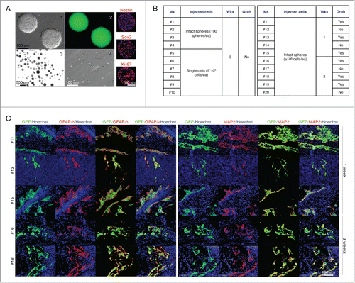 Figure 2. The LN does not provide a permissive environment for neurogenesis from neural stem and progenitor cells. Appearance of 5 d floating primary neurospheres (panels 1–2); intact spheres (panel 3) or single cells (panel 4) used for LN injections, and immunofluorescence staining for Nestin, SOX2, or Ki-67 (right, red). Nuclei were counterstained using Hoechst (blue) (A). Table shows a summary of LN engraftment outcome in 20 mice injected with neurospheres in 2 separate experiments (B). Immunofluorescence staining for GFAPδ (left, red) or MAP-2 (right, red) with GFP+ donor cells (green). Nuclei were counterstained using Hoechst (blue) (C).