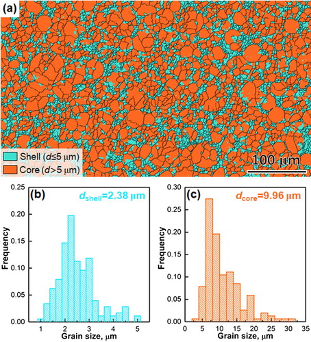 Figure 5. (a) A large area EBSD mapping of the FG specimen showing a unique ‘harmonic structure'. The light blue and orange grains corresponded grains located at ‘shell' and ‘core' regions, respectively. Grain size distribution histograms of (b) the shell region and (c) the core region.