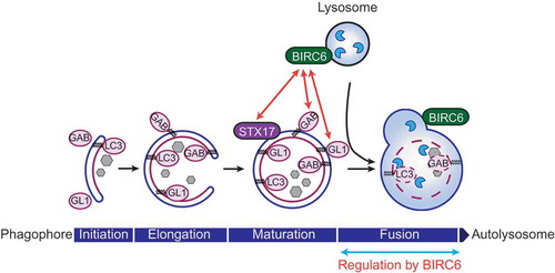 Figure 1. BIRC6/BRUCE regulates autophagosome-lysosome fusion. BIRC6 is localized at lysosomal/autolysosomal membranes in cells. BIRC6 interacts with GABARAP (GAB) and GABARAPL1 (GL1) among LC3 family members, as well as STX17, which specifically localizes on mature autophagosomes. Because BIRC6-deficient cells are defective in autophagosome-lysosome fusion, we propose that BIRC6 regulates the fusion step during macroautophagy induction.