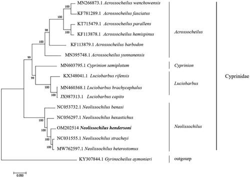 Figure 3. Phylogenetic analysis of Neolissochilus hendersoni based on the entire mtDNA genome sequences of 16 Cypriniformes available in GenBank. Numbers above the nodes indicate 1000 bootstrap values. Accession numbers are shown before species names.