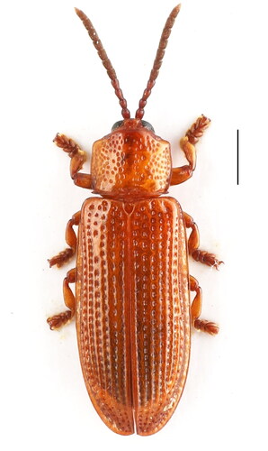 Figure 1. Wallacea dactyliferae. Scale = 1 mm. This is an original image by the authors.