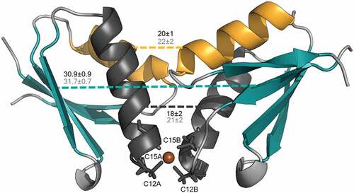 Figure 3. Averaged distances (Å) between motifs of two Atox1 monomers correspondent to three (gray numbers) and four (black numbers) coordinated copper. Color code: brown = Cu, yellow = short -helix of Atox1 dimer, dark gray = large -helix of Atox1 dimer, cyan = sheet strands of Atox1 dimer. Reprinted figure with permission from [Citation68].