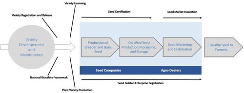 Figure 2. Structure of the seed production chain in DRC (adapted from Fintrac Inc., 2019).