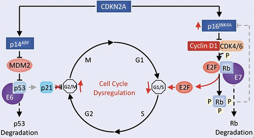 Figure 2 The scheme demonstrates the HPV-induced cell cycle disruption. HPV E6 oncoprotein binds to p53 via E6AP and subsequently degrades it via a proteasome-mediated pathway. The retinoblastoma protein (pRb) is functionally inactivated by the HPV E7 oncoprotein. The tumor suppressor gene CDKN2A encodes the p16INK4A protein, a cyclin-dependent kinase inhibitor, which attaches and disrupts the cyclin D–CDK4 and cyclin D–CDK6 complexes. Loss of CDKN2A and the commonly seen amplification of cyclin D1 (CCND1) drive cells through the G1–S checkpoint of the cell cycle and promote unscheduled DNA replication.