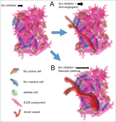Figure 5. Targeting the tumor vasculature to increase drug treatment efficacies. (A) Application of a potential anti-angiogenic leading to vessel normalization prior to treatment with the Src inhibitor could lead to an increase of drug retention time within the tumor mass. (B) An increase in vascular patency could lead to an increase in the potential influx of the Src inhibitor.