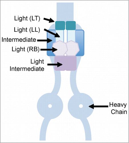 Figure 1. Cartoon showing dynein motor subunits. LT, LL and RB represent dynein light chain subunits. TCTEX1D2 has a conserved domain similar to the C-terminus of the dynein light chain TCTEX1 subunit (LT), and could be functioning as a light chain subunit in dynein complexes, particularly in relation to ciliogenesis.