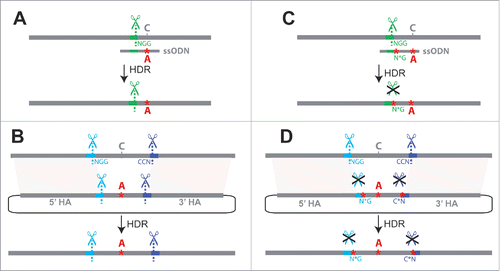 Figure 1. Challenges for single-stage allele replacement strategies using CRISPR. (A) HDR using a ssODN as repair template is shown. Because ssODNs are limited to ∼200bp, the sgRNA target site (shown in green) must be in close proximity to the sequence to be edited, as the ssODN must span the repair site and have homology to both sides. Unless the introduced change disrupts the target site, the edited locus may be re-cleaved by Cas9, potentially leading to error-prone NHEJ repair. (B) HDR using a dsDNA plasmid as the repair template is shown. If the genomic target site sequences (shown in blue and purple) are present in the donor plasmid, Cas9 cleavage may lead to cutting and subsequent degradation of the donor plasmid; successful repair events will also be vulnerable to cleavage (C) A second mutation at the PAM site (NGG → N*G) may be introduced to prevent re-cleavage of the edited sequence, but this additional mutation(s) may have undesired phenotypic effects. (D) Mutating the PAM sites (NGG → N*G) prevents unwanted cleavage of dsDNA donor or repaired genomic sequence, but involves the addition of extra mutations known as “scars” that may affect phenotypes. Abbreviations used in the figure are defined as follows: NGG = protospacer-adjacent motif; CCN = reverse complement (opposite strand) PAM sequence; N*G or C*N = mutated protospacer-adjacent motif; ssODN = single-stranded oligodeoxynucleotide donor; HDR = Homology-directed repair; HA = Homology arm. Scissor symbols represent target sites expected to be cleaved.