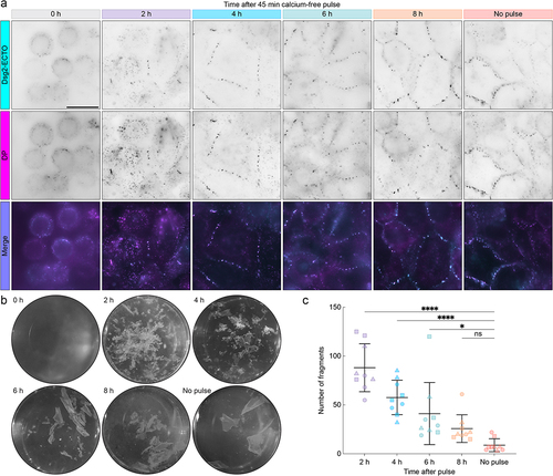 Figure 2. Dsg2-ECTO localizes to desmosomes without impacting the gain of adhesive strength. (A) Representative widefield fluorescence images of A-431-S cells stably expressing Dsg2-ECTO (top row) and immunolabeled for desmoplakin (DP, middle row) during the calcium-free pulse assembly assay. Merged images are shown in the bottom row. Top labels indicate the corresponding assembly time points. Scale bar represents 20 μm. (B) Representative images of A-431-S cells during a dispase fragmentation assay performed after the calcium-free pulse assembly assay. Image labels indicate the corresponding assembly time points. (C) quantification and statistical comparison of the number of fragments at each time point. Error bars indicate mean ± SD for data pooled across three independent experiments, each comprising three technical replicates per time point (n = 9; 2 h: 88.1 ± 24.5; 4 h: 57.7 ± 17.6; 6 h: 41.1 ± 31.8; 8 h: 25.8 ± 14.1; no-pulse: 8.8 ± 6.6). Plot markers corresponding to replicates from independent experiments are each shown as different shapes. Statistical significance was assessed with an ordinary one-way ANOVA followed by Sidak’s multiple comparisons test (****p < 0.0001; *p < 0.05; ns, p ≥ 0.05).
