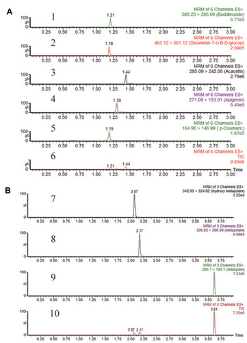 Figure 2 (A) Representative MRM chromatograms of five compounds in Lygodium root decoction: BU (1), DDG (2), AC (3), AP (4), PCA (5) and total ion chromatogram (6). (B) Representative MRM chromatograms of midazolam and hydroxyl-midazolam in rat plasma: hydroxyl-midazolam (7), midazolam (8), diazepam (9) and total ion chromatogram (10).
