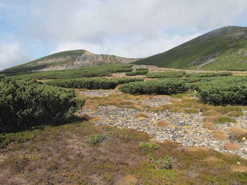 Figure 1. A photo of the study site (2,770 m.a.s.l.). Dwarf pine Pinus pumila is distributed in the vast area near the top of Mount Norikura (summit elevation 3,026 m.a.s.l.) in central Japan.
