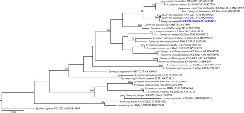 Figure 4. Maximum-likelihood tree of Lyomyces orientalis KUC20190620-29. The tree was constructed based on ITS sequence datasets of the genus Lyomyces. Xylodon asperus was used as an outgroup. The newly generated sequence is shown in blue and bold. Bootstrap support values more than 70% are shown. The numbers after scientific name indicate specimen ID and GenBank accession number (ITS region).