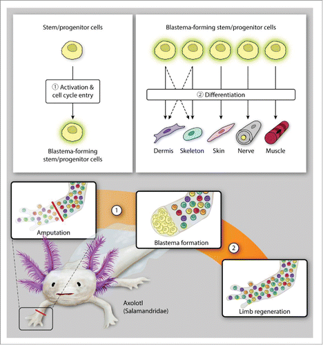 FIGURE 1. Limb regeneration in axolotls. The axolotl follows a cellular mechanism of dedifferentiation and tissue-resident stem/progenitor cell activation for blastema formation (A) and subsequent differentiation to regenerate amputated limb (B).