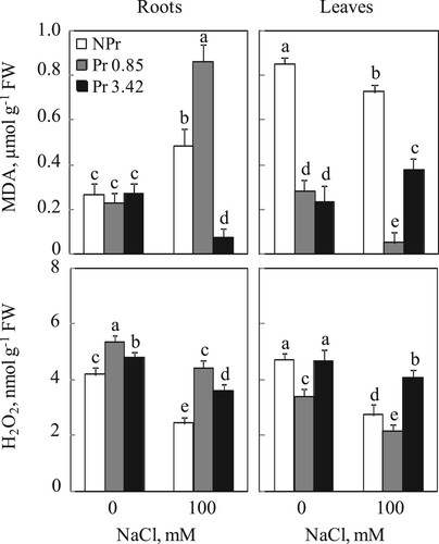Figure 4. Lipid peroxidation (MDA) and Hydrogen peroxide (H2O2) contents in roots and leaves of tomato. Plants were grown as described in the legend of Figure 1. Mean of six plants and confidence interval for P = 0.05. Mean values with the same letter in each panel are not significantly different at P = 0.05 (ANOVA and mean comparison with Newman-Keuls post hoc test).